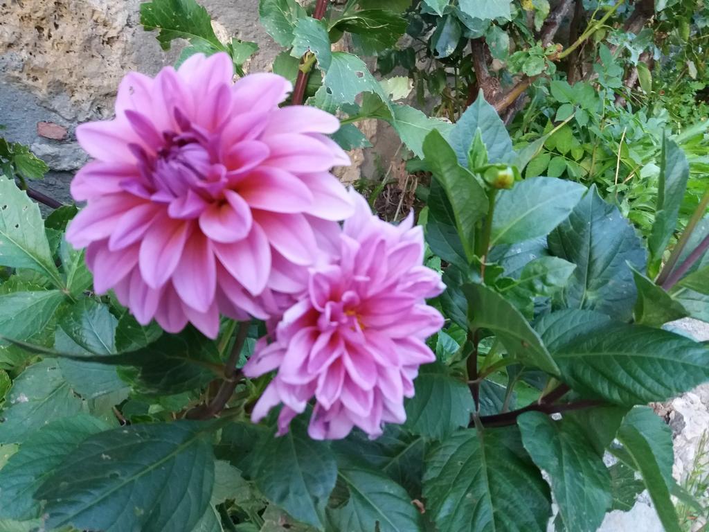 Casa Rural Moli De Fornols Otel Dış mekan fotoğraf